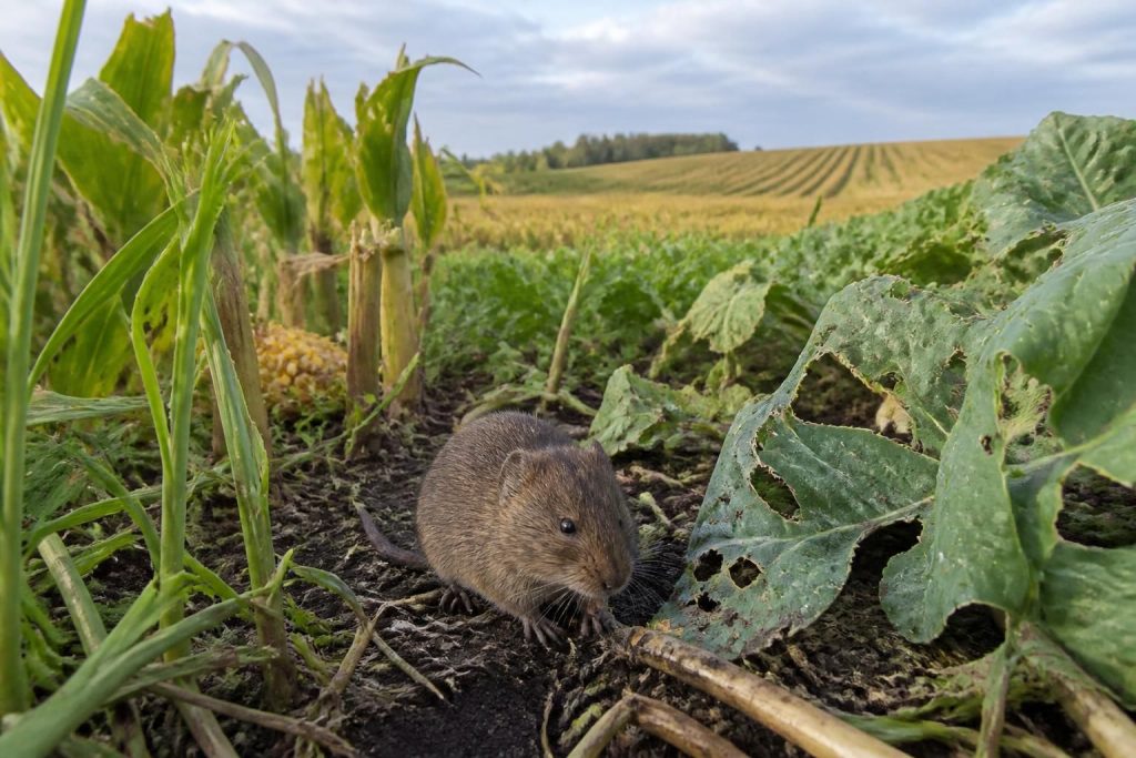 découvrez les différentes espèces de campagnols, leur habitat naturel et l'impact qu'ils peuvent avoir sur les cultures agricoles.